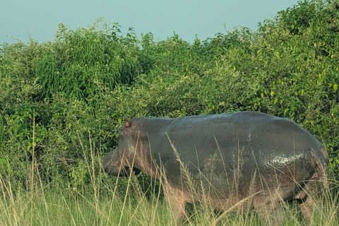 From Kampala: 3-Day Murchison Falls National Park Safari