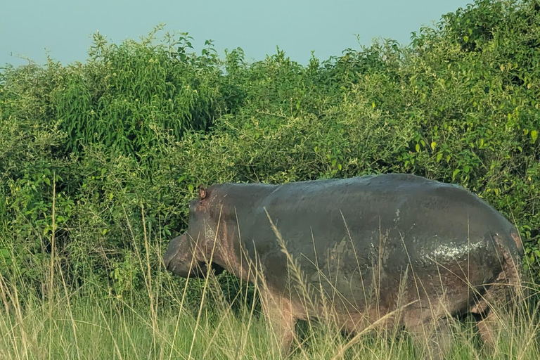 From Kampala: 3-Day Murchison Falls National Park Safari