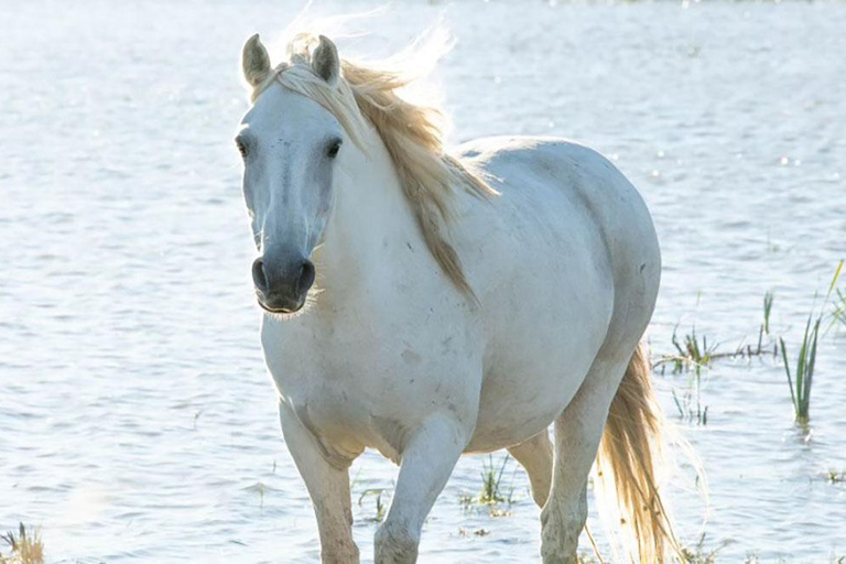 Aigues Mortes: safari en vélo - Passeio de bicicleta elétrica em Camargue