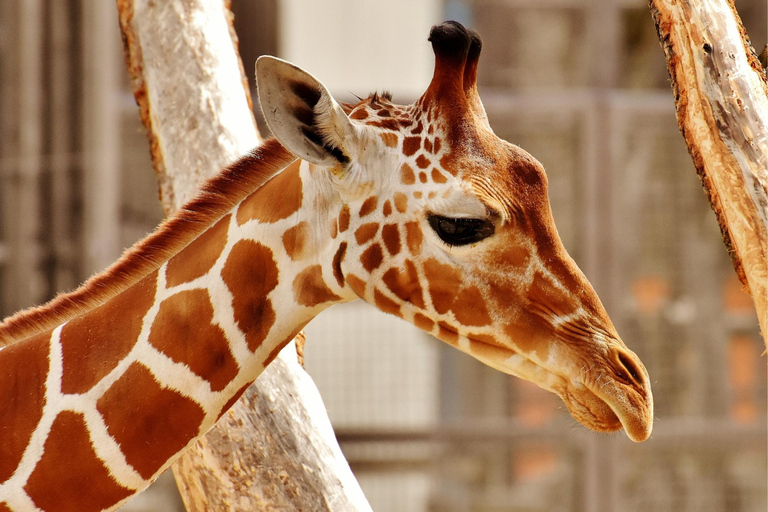 Beijing: Forbidden City & Panda Zoo Private Tour Beijing Panda Zoo （only ticket，not tour）