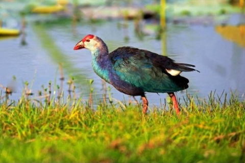 Muthurajawela: Excursión de observación de aves de los humedales desde Colombo