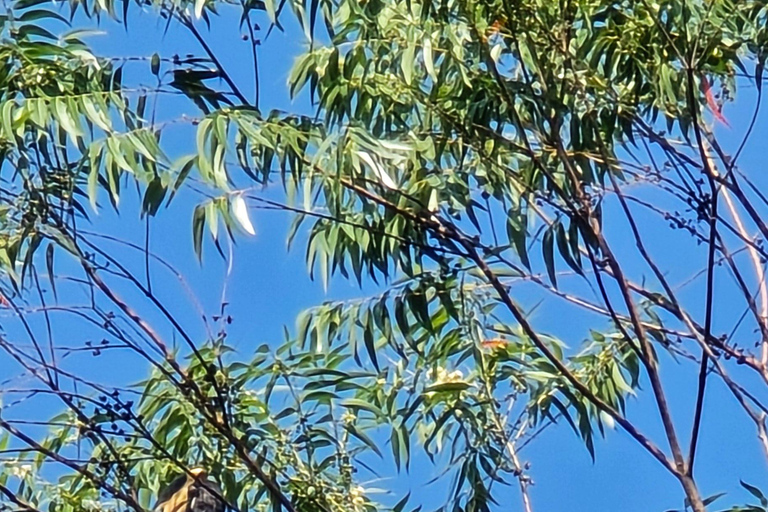 Från Ella: 9 Arch Bridge, Little Adam's Peak och vattenfallsturFrån Ella: 9arch bridge, little Adam'speak &amp; Waterfalls tur
