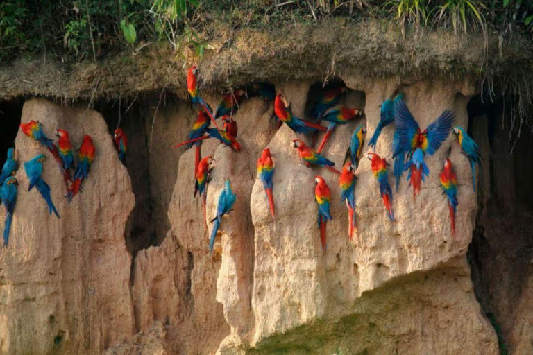 Puerto Maldonado: 3-Day Amazon Lodge Tour with Pool