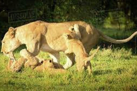 Nairobi National Park Day Game Drive.