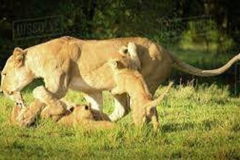 Nairobi National Park Day Game Drive.