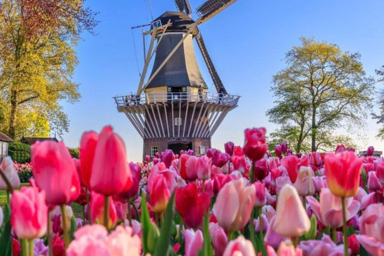 Keukenhof Special: Private Tulip & Insta Photo Experience Private Keukenhof and Tulip Fields Tour