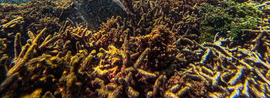 Trincomalee : observation de baleines et plongée avec tuba à Navy Island