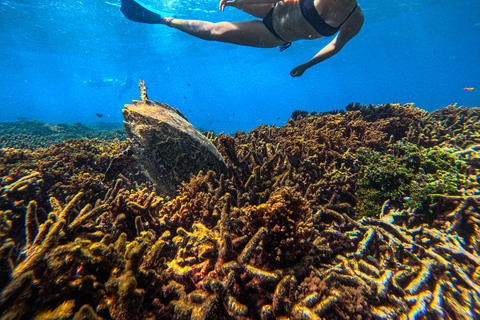 Trincomalee: Valskådning och snorklingstur på Navy Island