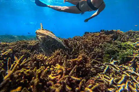 Trincomalee: Whale & Dolphin Tour + Navy Island Snorkeling