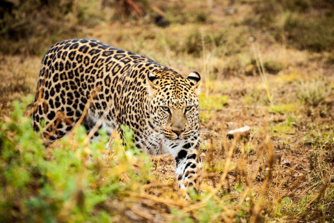 From JNB: Pilanesberg Safari incl. Lunch Full day