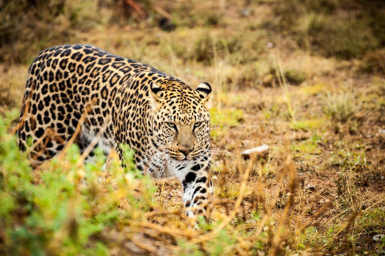 From JNB: Pilanesberg Safari incl. Lunch Full day