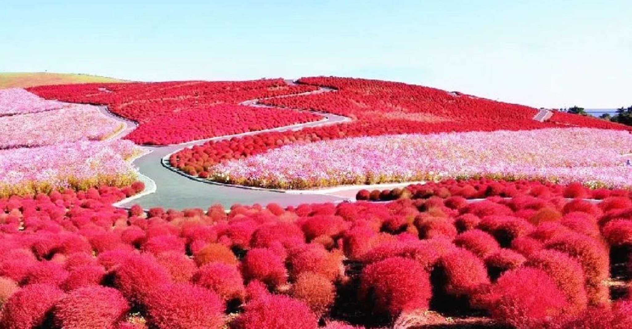 Tokyo, Ibaraki, Hitachi Park & Oarai Isosaki Shrine Day Trip - Housity