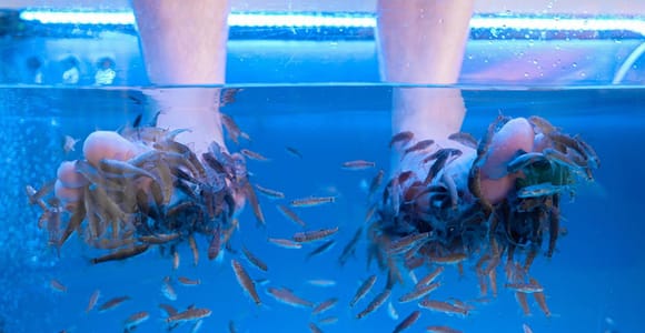 Fish Spa Experience in Playa de Fañabé