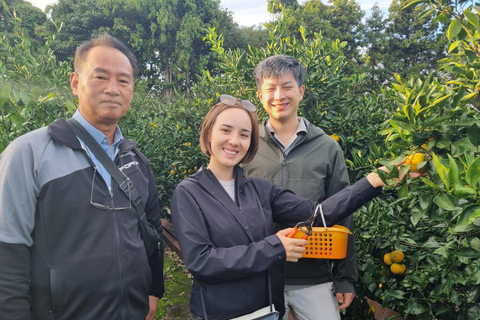 Jeju: Bespoke Sightseeing Tours with Licensed Tour Guide