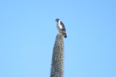 Addis Ababa: 8-Day Bale Mountains Birdwatching Tour