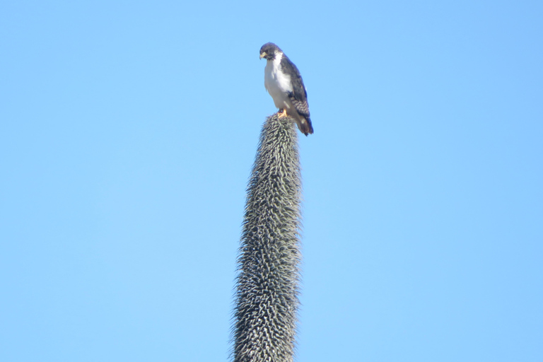 Addis Ababa: 8-Day Bale Mountains Birdwatching Tour