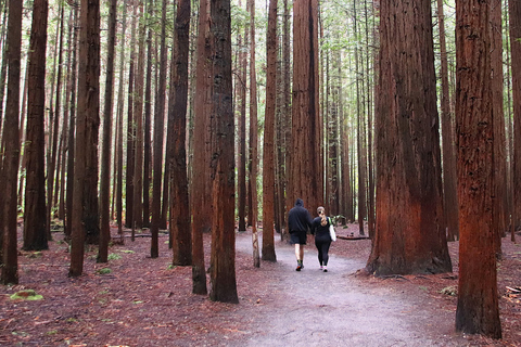 Rotorua: Glowworm Cave, Redwoods Forest & Te Puia Tour