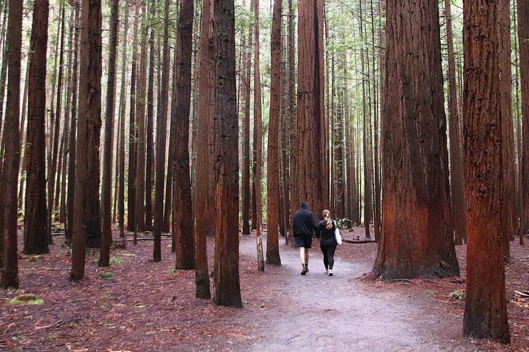 Rotorua: Glowworm Cave, Redwoods Forest & Te Puia Tour
