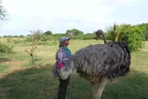 Mombasa: Half-Day Haller Park Giraffes Feeding Experience