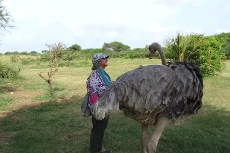 Mombasa: Half-Day Haller Park Giraffes Feeding Experience