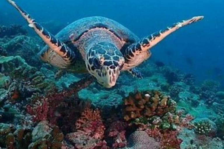Zanzibar: Mnemba Dolphin Swim, Turtle Aquarium & Beach Trip TOUR WITHOUT HOTEL TRANSFER(PICK UP AND DROP OFF)