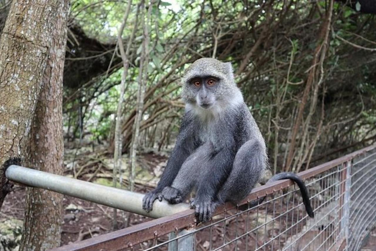 Zanzibar: Nungwi kilosa Conservation zoo half day tour Private tour for the gusts from Nungwi only