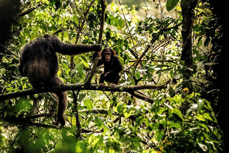 4 Day Primates Trekking in Rwanda
