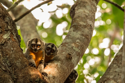 From Iquitos: Pacaya Samiria National Reserve Day Trip