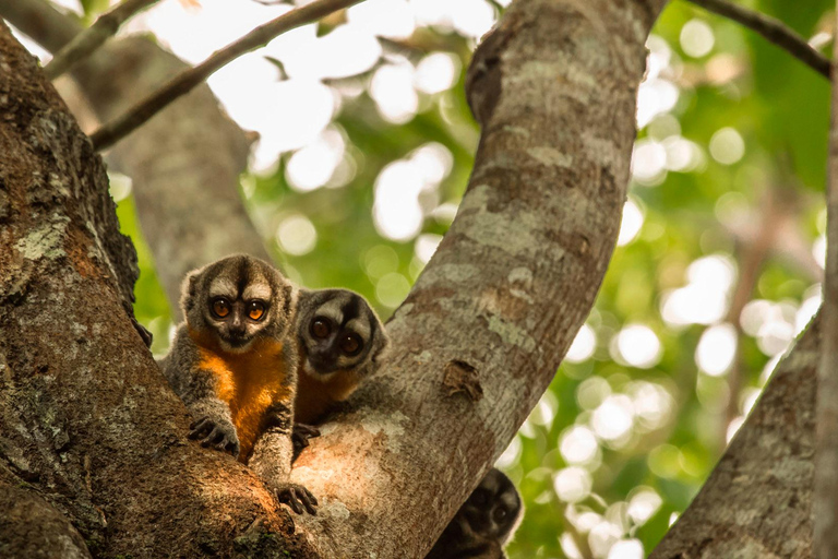 Från Iquitos: Pacaya Samiria National Reserve Dagsutflykt