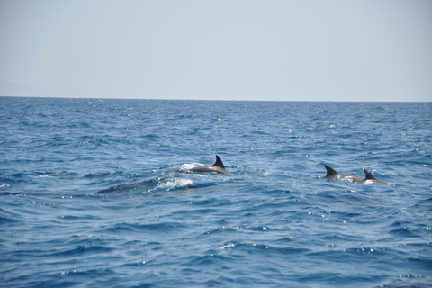 Hurghada: 4-Hour Dolphin Speedboat & Sea Scooter Snorkeling