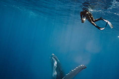 Moorea Shared Boat Tour Whale Swimming and Snorkeling Moorea 4H Shared Boat Tour Whale Swimming and Snorkeling