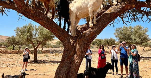 Agadir & Taghazout: Argan Tree Goats & Souk El Had Tour