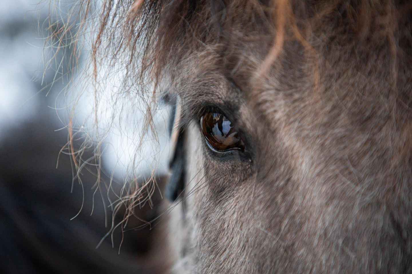 Bakvattnet: Pack horse trekking tour in Blomsterkogen