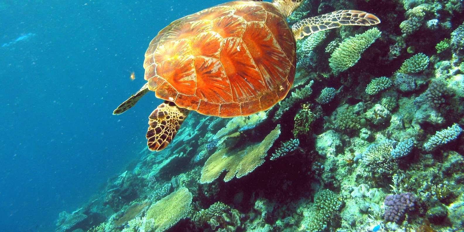 Great Barrier Reef snorkeling tour from Cairns — photo 7