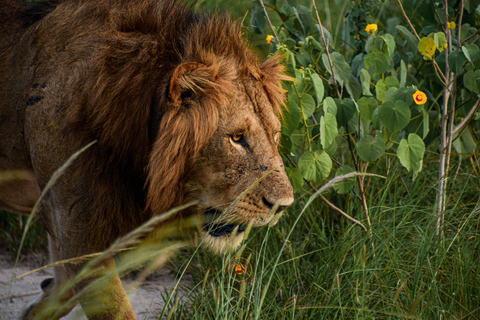 Uganda 10-tägige Wild- und Primaten-Safari.