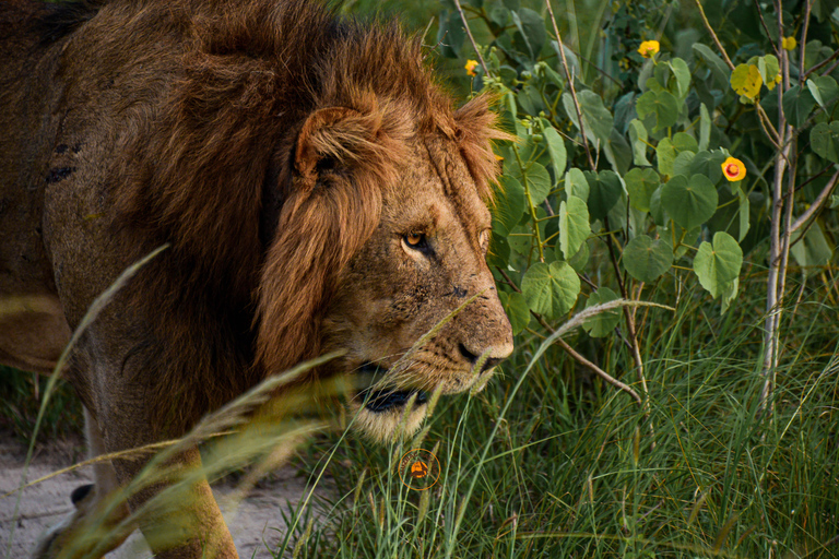 Uganda 10-tägige Wild- und Primaten-Safari.