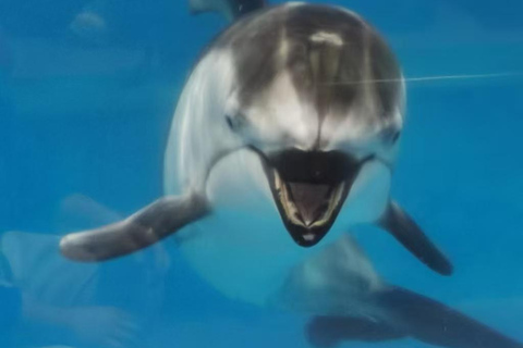Hokkaido: Noboribetsu Marine Park Nixe Ticket