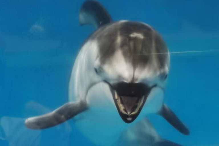 Hokkaido: Noboribetsu Marine Park Nixe Ticket