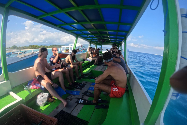Ozzy Snorkeling 3 Islands Visit Baby Turtles