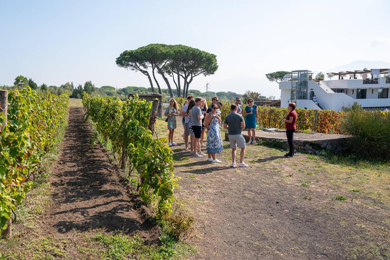 De Nápoles: Visita a Pompeia e prova de vinhos do Vesúvio com almoçoPara passageiros de cruzeiros