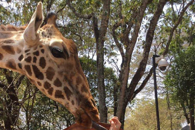 Giraffe center,Karen Blixen Museum and Beads factory tour