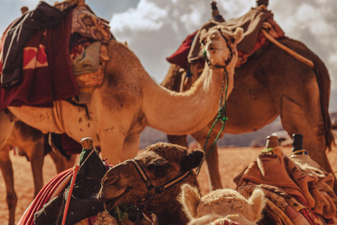 Najlepsze miejsca wokół Wadi Rum podczas 2-godzinnej wycieczki jeepemZ Wadi Rum: 2-godzinna wycieczka jeepem z lokalnym przewodnikiem