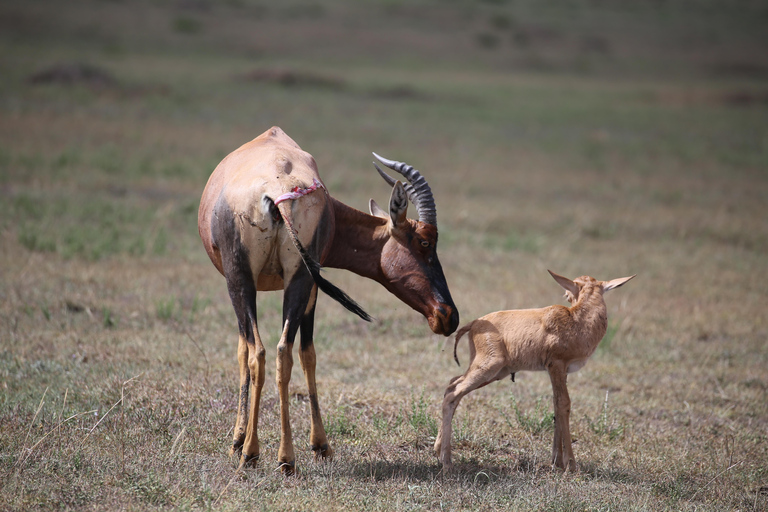 Lago Naivasha e ilha Crescent: Caminhando com animaisCaminhando com animais na ilha Crescent Safári de barco