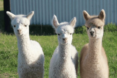 From Christchurch: Alpaca Farm Tour with Feeding and Guide
