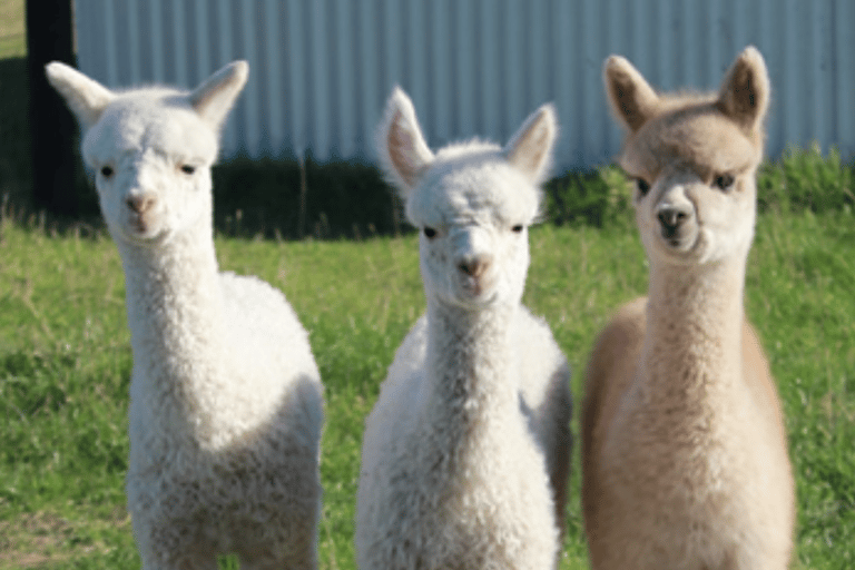 From Christchurch: Alpaca Farm Tour with Feeding and Guide