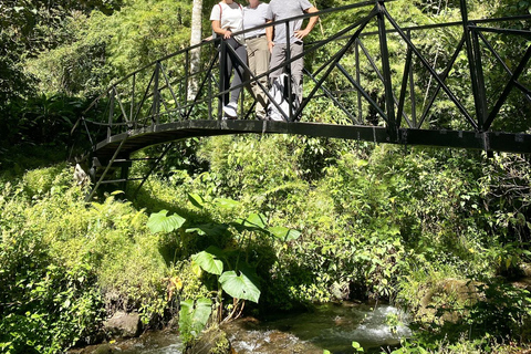 Boquete: Caminatas guiadas por el bosque nuboso