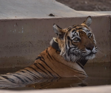 Sariska : Safari Privado Guiado en Gitano con Tigres