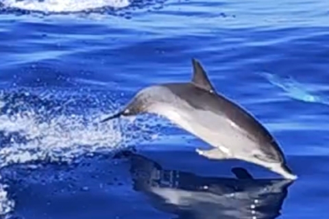 Observation des dauphins et des baleines (3 heures)