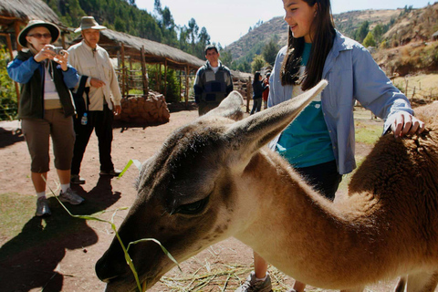 Transporte and pick-up from Awana Cancha|1 hour waiting time