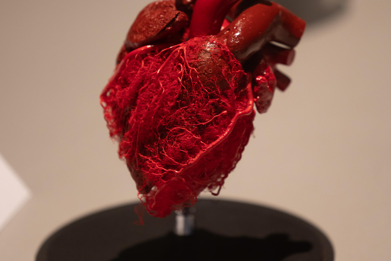 Hanau: Your ticket to the BODY WORLDS exhibition Hanau: Ticket for the BODY WORLDS Exhibition